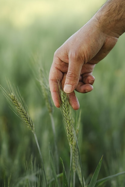 Gesneden hand van een man die een plant vasthoudt