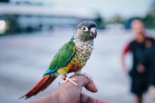 Foto gesneden hand van een man die een regenboog lorikeet vasthoudt