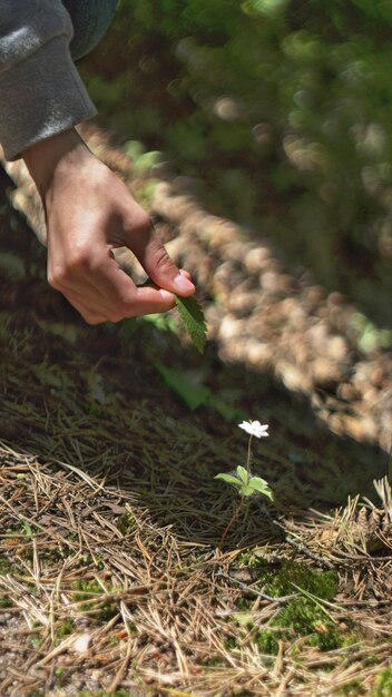 Foto gesneden hand van een persoon die een blad over droog gras houdt