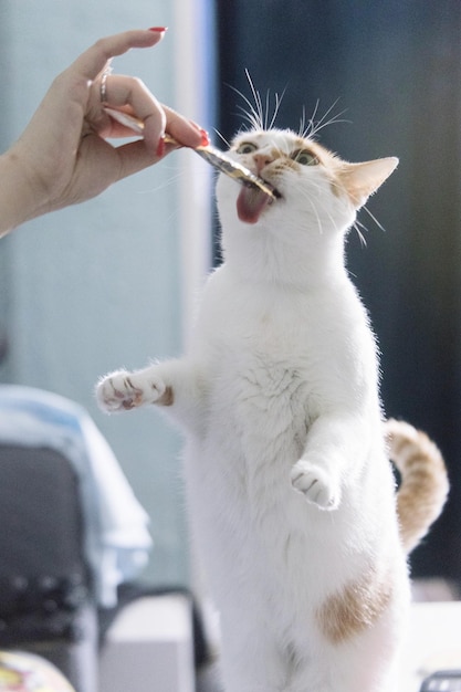 Gesneden hand van een vrouw die een kat voedt