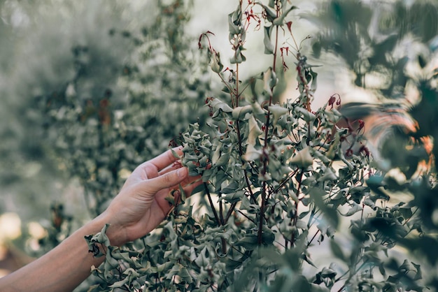 Gesneden hand van een vrouw die een plant aanraakt