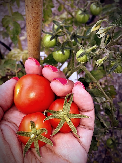 Foto gesneden hand van een vrouw met tomaten