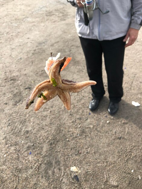 Foto gesneden hand van persoon die zeesterren vasthoudt