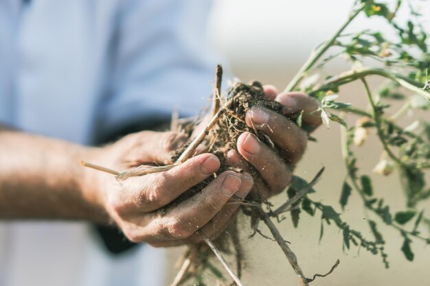 Foto gesneden handen van een mannelijke boer die op een boerderij gewassen plant