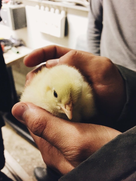 Foto gesneden handen van persoon die kuiken vasthoudt