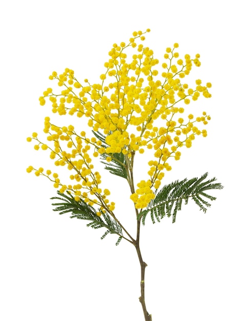 gesneden tak van vers bloeiende mimosa gele acacia geïsoleerd