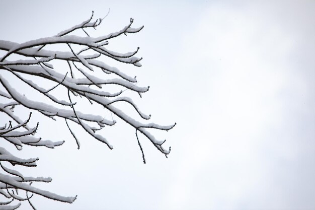 Gesneeuwde boomtakken winterseizoen