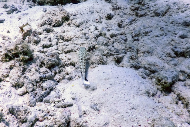 Gespikkelde zandbaars (Parapercis hexophtalma) Tropische wateren, Zeeleven
