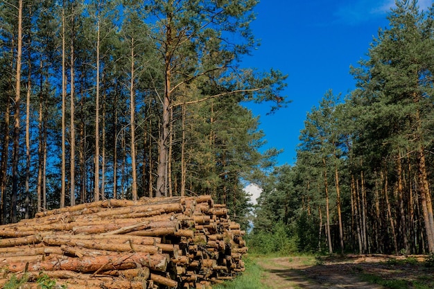 Foto gestapelde boomstammen van dennenhout in bos boskap houtopslag