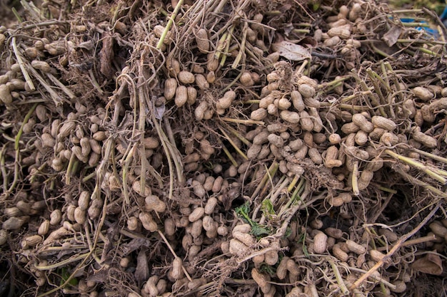 Gestapelde oogstpinda's in de grond in het veld