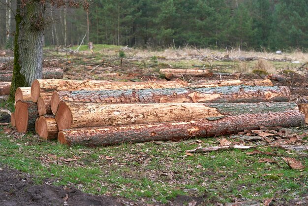 Foto gestapelde ronde houten blokken achtergrond dennenboom gesneden en gestapeld