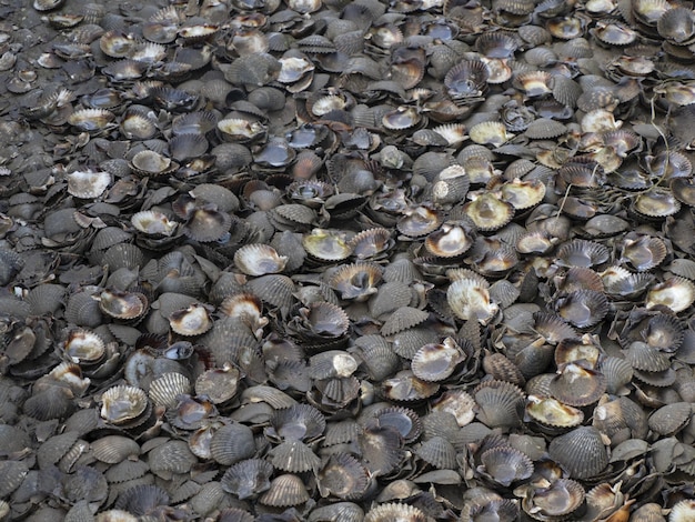 Gestorven slakken aan de kust