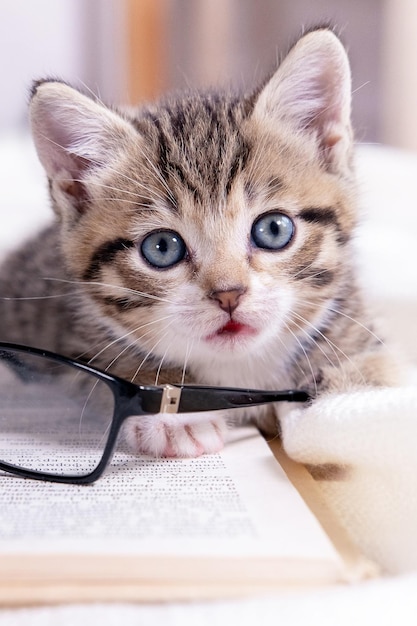 Gestreept katje met boek en bril liggend op wit bed, slimme, schattige kleine huiskatteneducatie