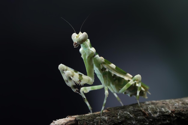 Gestreepte bloem bidsprinkhaan op tak insect close-up