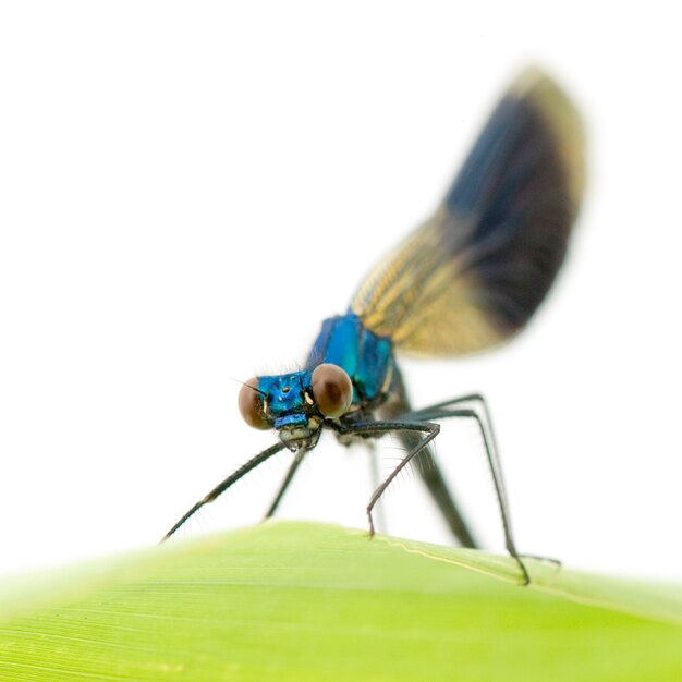 Gestreepte Demoiselle op een geïsoleerd wit