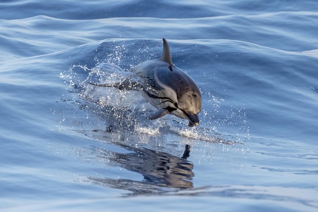 Gestreepte dolfijn tijdens het springen in de diepblauwe zee