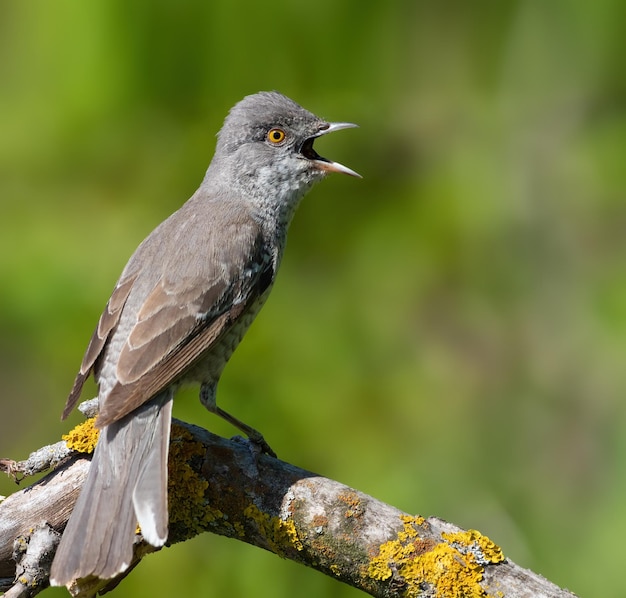 Gestreepte grasmus Sylvia nisoria Een vogel zingt op een tak