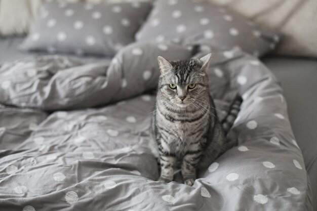 gestreepte grijze kat op de grijze deken in bed thuis in de ochtend