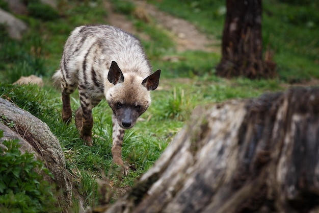 Gestreepte hyena Hyaena hyaena sultana