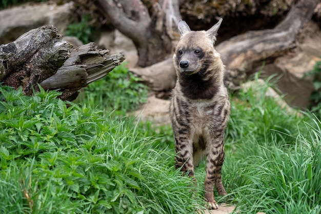 Gestreepte hyena hyaena hyaena sultana