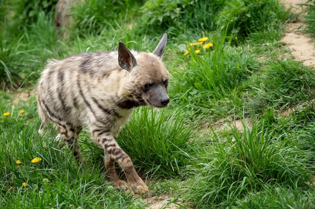 Gestreepte hyena hyaena hyaena sultana