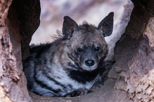 Gestreepte hyena in de holte van een boom