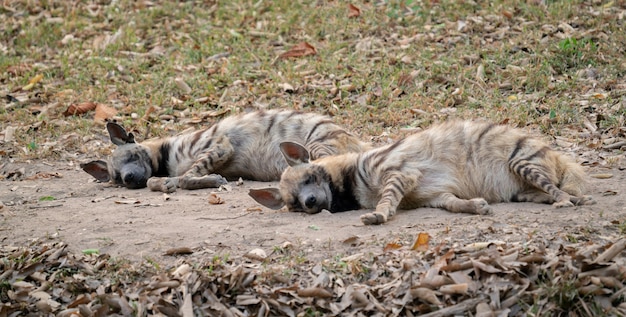 Gestreepte hyena slapen