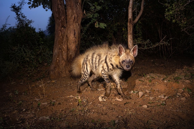 Gestreepte hyena wandelen in de natuur habitat