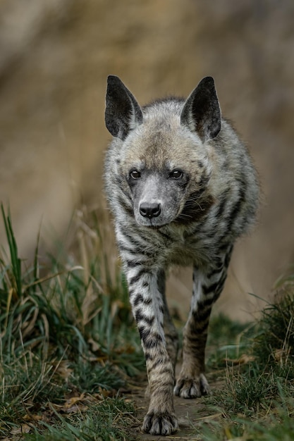 Gestreepte hyena