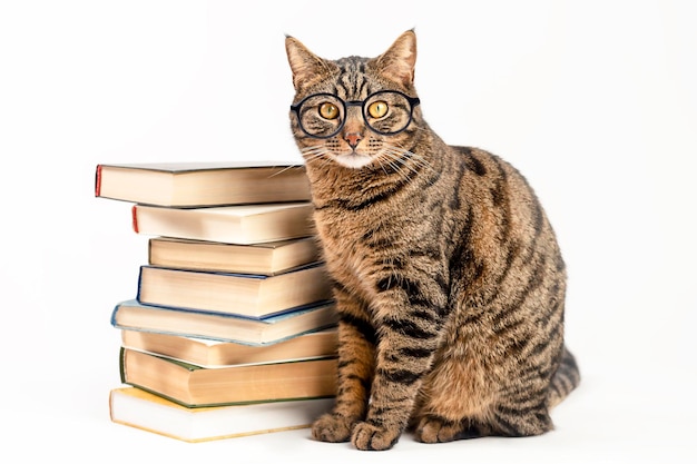 Gestreepte kat in glazen met boeken op een lichte achtergrond Het concept van leren lezen