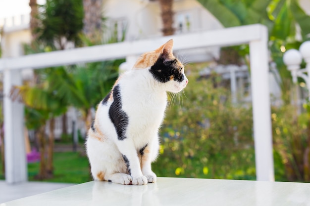 Gestreepte kat op straat