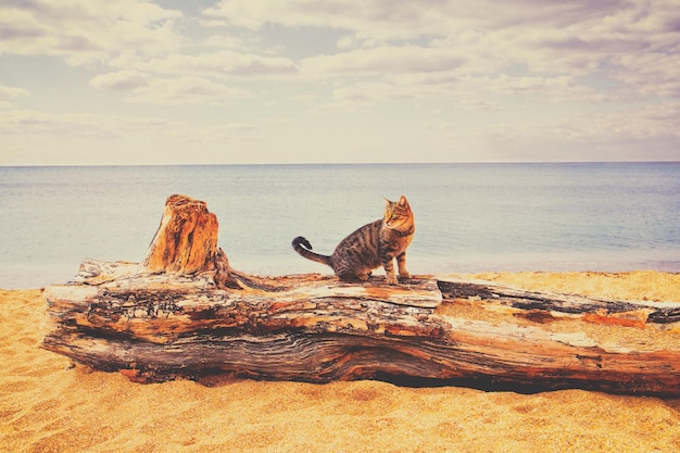 Gestreepte kat, zittend op een addertje onder het gras op het strand Zeegezicht op een zonnige dag Kalme zee
