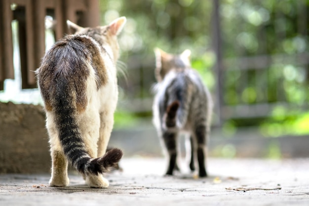 Gestreepte katten die langs de straat lopen