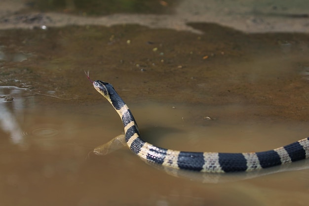 Gestreepte krait-slang is giftig en zijn beet kan dodelijk zijn voor mensen
