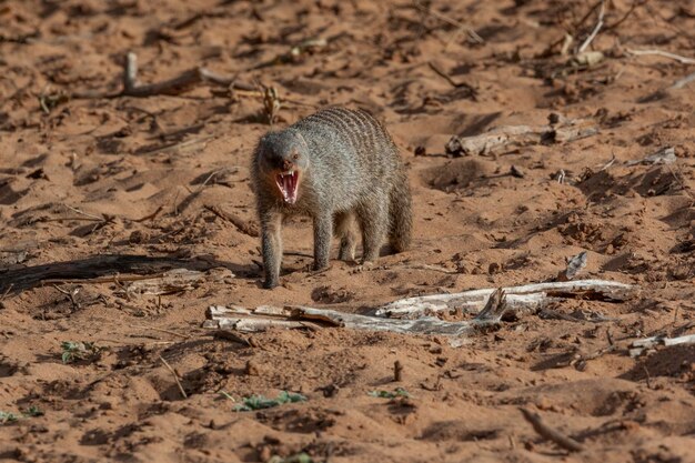 Gestreepte mangoest Mungo's mungo Botswana