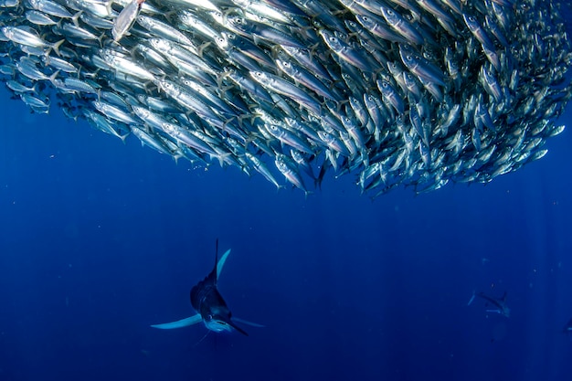 Gestreepte marlijn en zeeleeuw jagen in sardine-aasbal in de Stille Oceaan