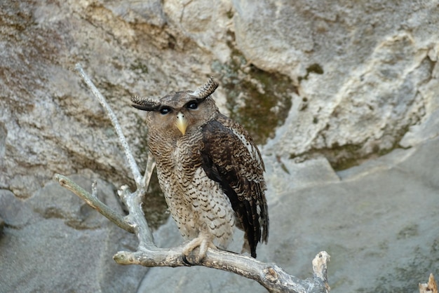 gestreepte oehoe, Maleisische oehoe, is een oehoe uit de familie Strigidae. Bubo sumatranus.