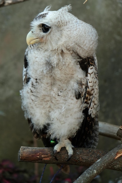 gestreepte oehoe, Maleisische oehoe, is een oehoe uit de familie Strigidae. Bubo sumatranus