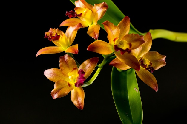 Gestreepte orchideebloemen. Mooie orchidee bloemen op zwarte achtergrond