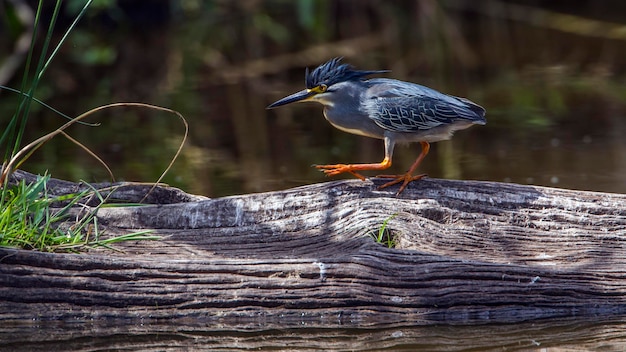 gestreepte reiger op hout