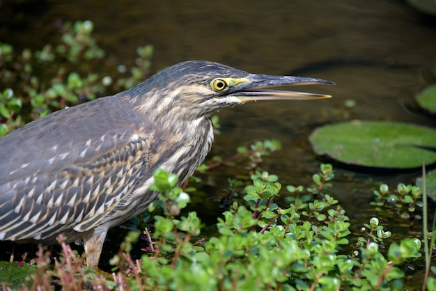 Gestreepte reiger vissen in het meer