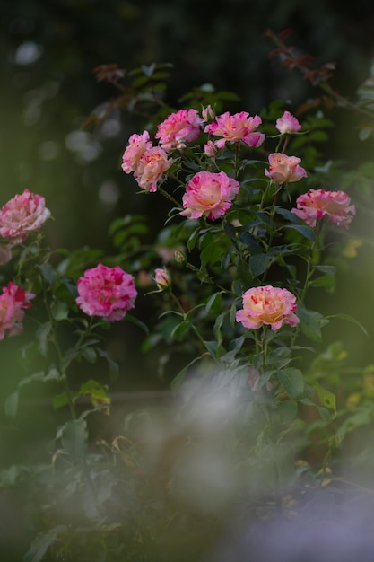Gestreepte roze gele roos gegroeid Bicolor gele roos bloem met roze strepen Gestreepte roos veelkleurig Meerkleurige roze roos met witte strepen