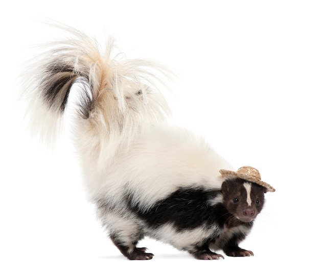 Gestreepte Skunk, Mephitis Mephitis die zich op geïsoleerd wit bevindt