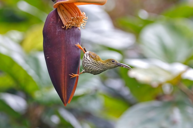 Gestreepte Spiderhunter Arachnothera magna Mooie vogels van Thailand