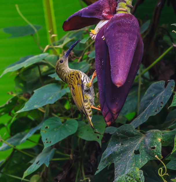 Gestreepte Spiderhunter-vogel