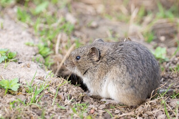 Gestreepte veldmuis