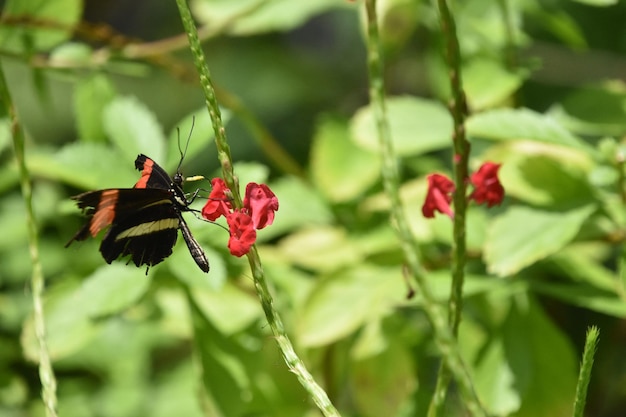 Gestreepte zwarte vlinder met gehavende vleugels op een rode bloem in de natuur