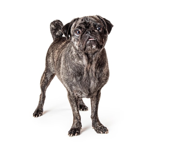 Gestroomde Pug Hond Staande Omhoog Kijken