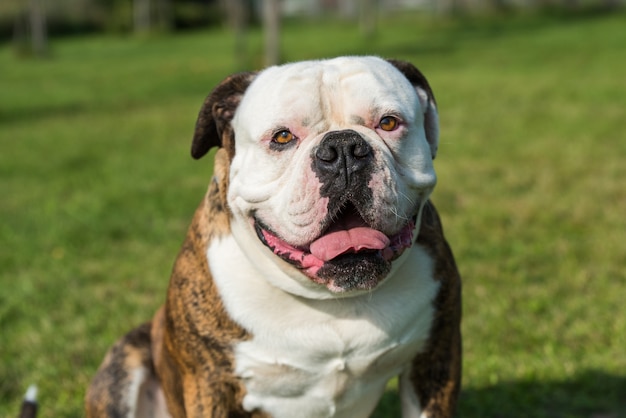 Gestroomde vacht american bulldog hond portret in de tuin