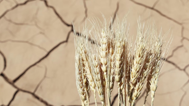 Gestructureerd oppervlak van bodemerosie weinig tarwestengels concept van droogte